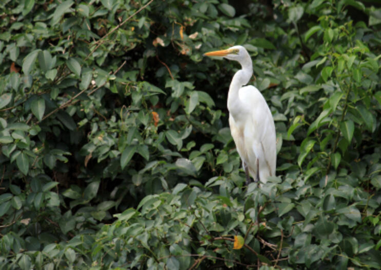 Dr. Salim Ali Bird Sanctuary